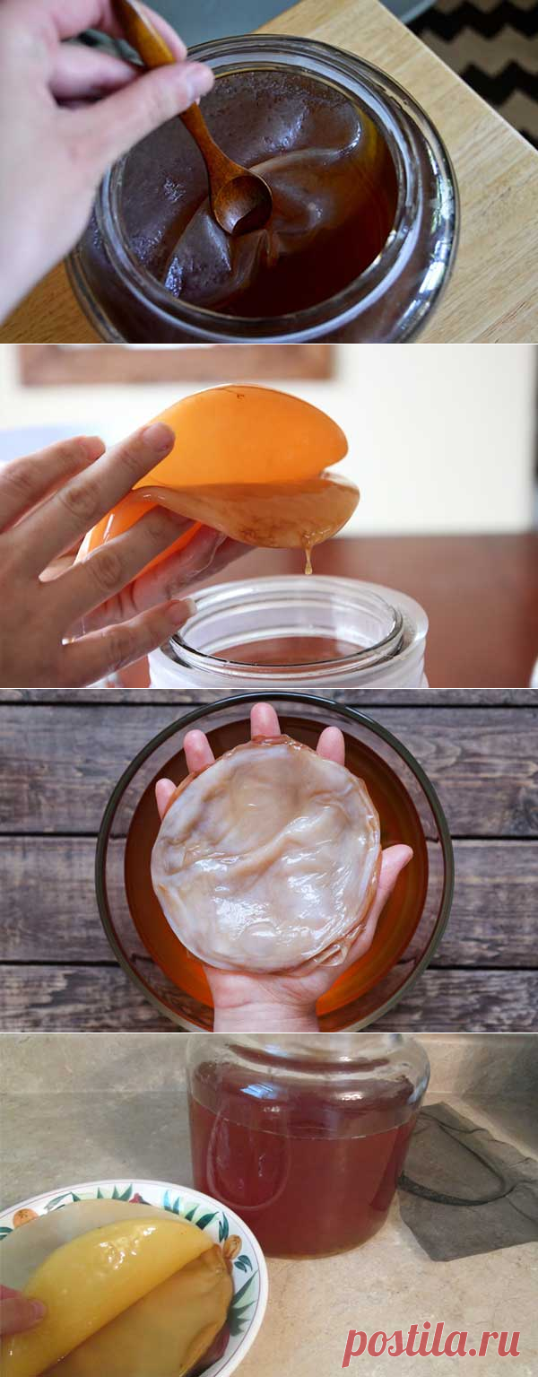 Как вырастить чайный гриб с нуля: описание процесса, уход