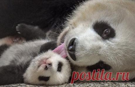 19 фото о том, что мамы — это источник теплоты и безграничной любви