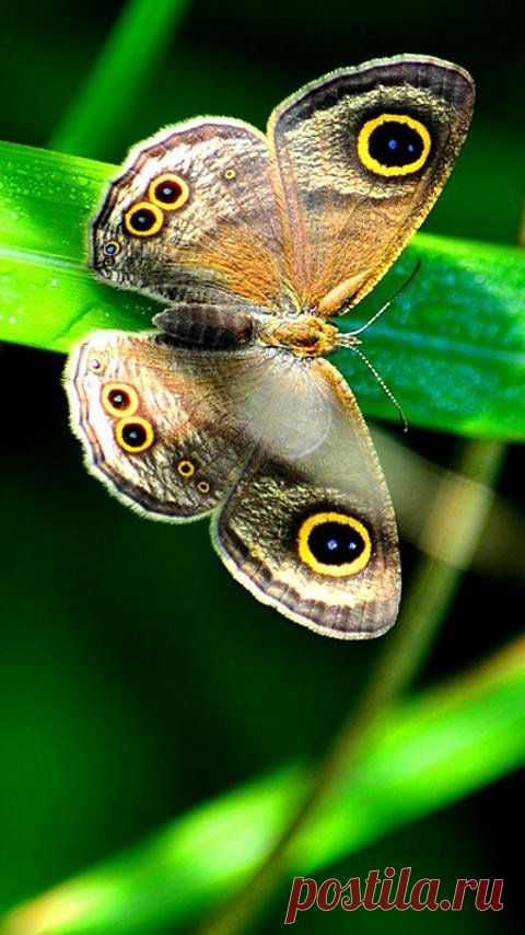Schöner Schmetterling Puzzle! - Android Apps und Tests - AndroidPIT