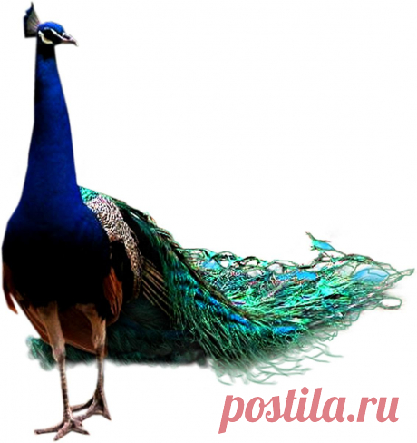 Павлин