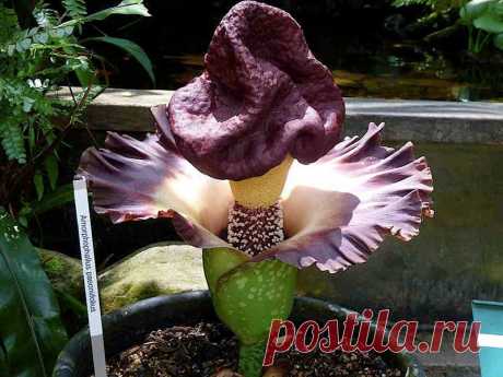 Комнатное растение Аморфофаллюс (Amorphophallus). Многолетняя клубневая трава с выраженным периодом покоя. Название намекает на любопытную форму соцветий этих удивительных растений. Соцветие издает запах тухлого мяса и появляется раньше единственного листа прямо из подземного клубня. Сушеные клубни используются в восточной кулинарии. В комнатных условиях не плодоносит. Размножают растение дочерними клубнями, которые можно найти в продаже в зимние месяцы.