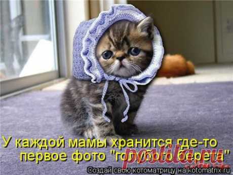 Свежая котоматрица