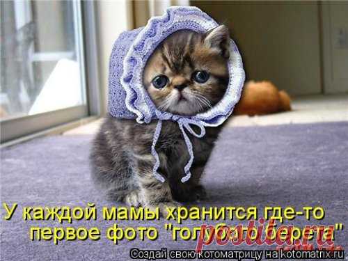 Свежая котоматрица