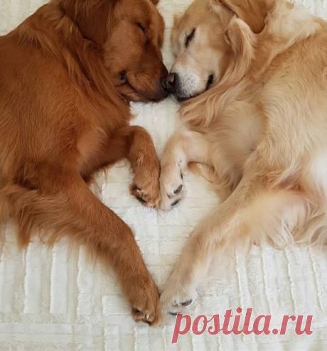 Сладкая парочка