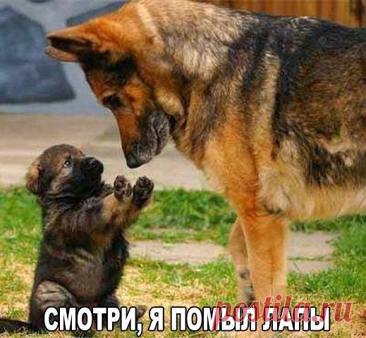 Ржачные и угарные картинки с надписями (25 фото)