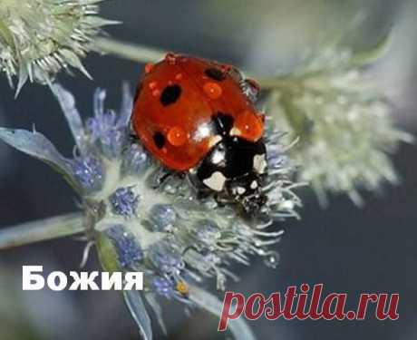 КАК ИЗБАВИТЬСЯ ОТ ТЛИ.