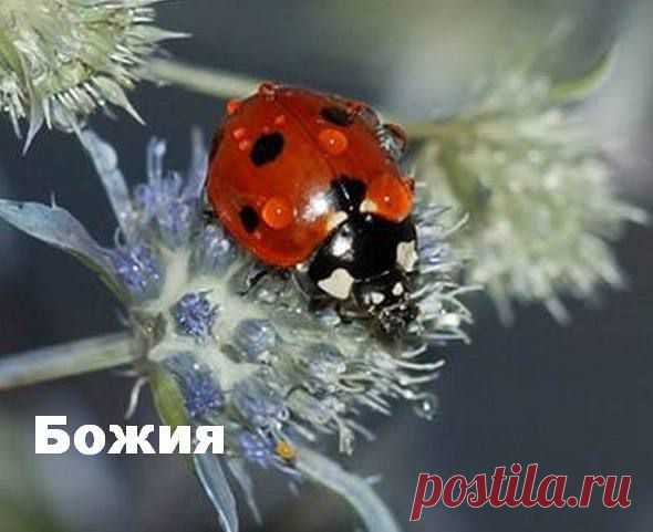 КАК ИЗБАВИТЬСЯ ОТ ТЛИ.