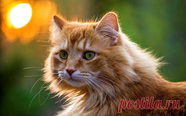 Наша умная мява | Я и дача | Яндекс Дзен