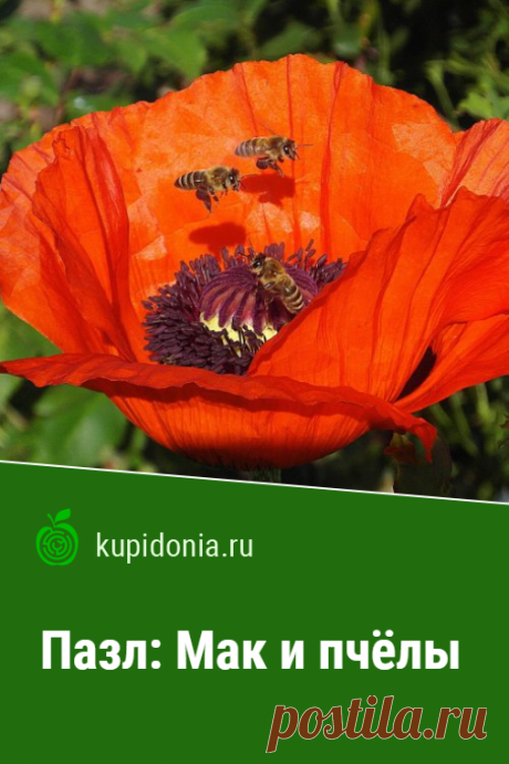 Пазл: Мак и пчёлы. Пазл с красивым ярким цветком и пчёлами. Собери пазл на сайте!