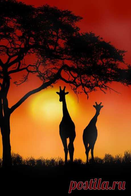 Walking Tall | Silhouettes