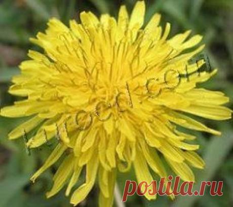 РЕЦЕПТЫ | Вино из одуванчиков