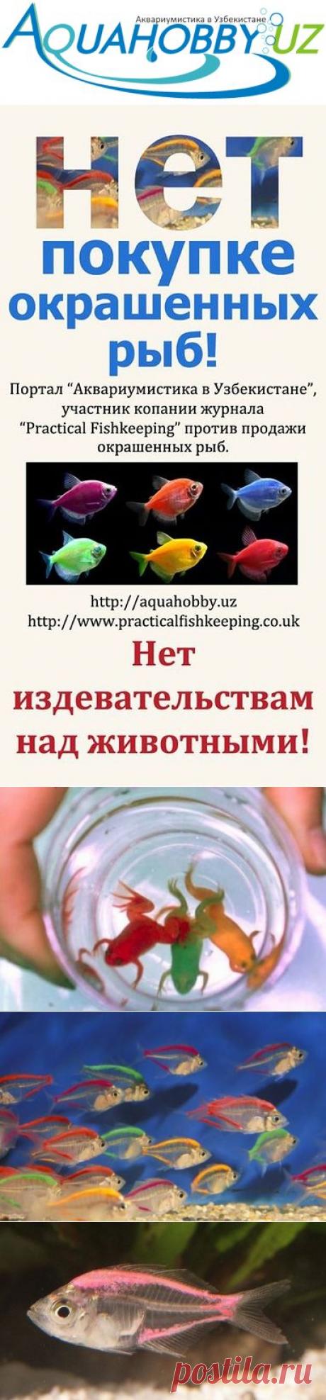 Портал &quot;Аквариумистика в Узбекистане&quot; против продажи искуственно окрашенных рыбок - Акции и объявления - Аквариумистика в Узбекистане