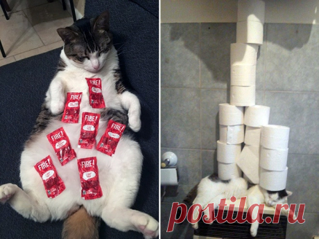 Шуточные эксперименты с котами