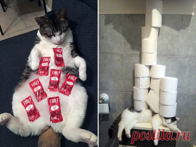 Шуточные эксперименты с котами