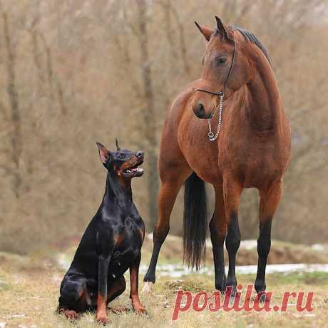 доберманов на рабочий стол: 62 тыс изображений найдено в Яндекс.Картинках