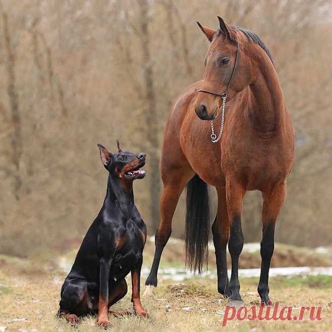 доберманов на рабочий стол: 62 тыс изображений найдено в Яндекс.Картинках