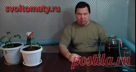 Выращивание помидор (томатов) перцев, огурцов, лука , баклажанов и других огородных культур - видео и фото.