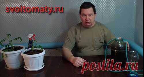 Выращивание помидор (томатов) перцев, огурцов, лука , баклажанов и других огородных культур - видео и фото.