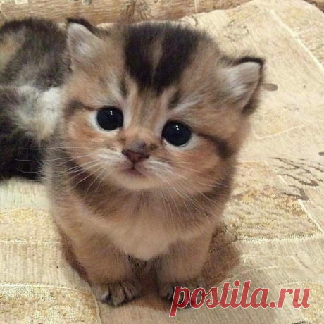 Ну что за глазки ...