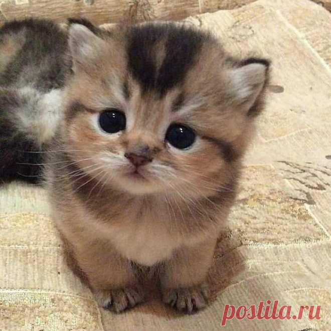 Ну что за глазки ...