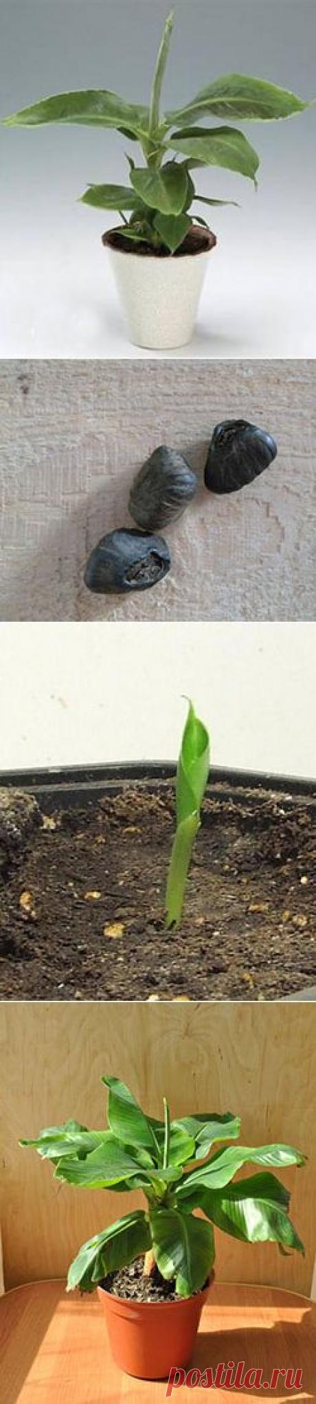 Как посадить и вырастить банан в домашних условиях.