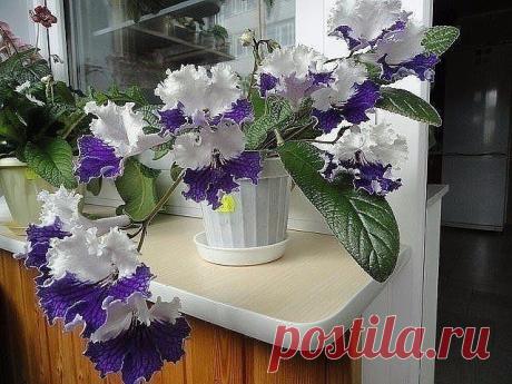 (37) Одноклассники