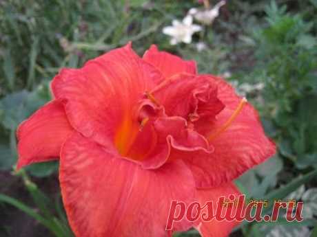 ЛИЛЕЙНИК В САДУ -  ВЫРАЩИВАНИЕ, УХОД, РАЗМНОЖЕНИЕ, БОЛЕЗНИ / Daylily in the garden