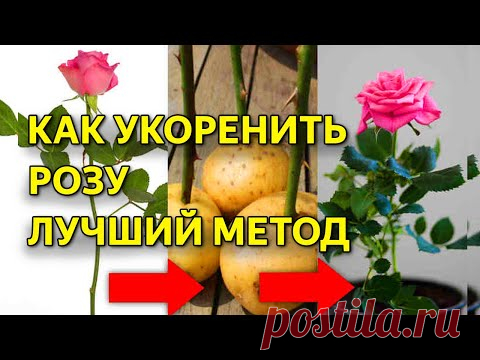 Укоренить любую розу! Надежный способ! Работает в любое время года!