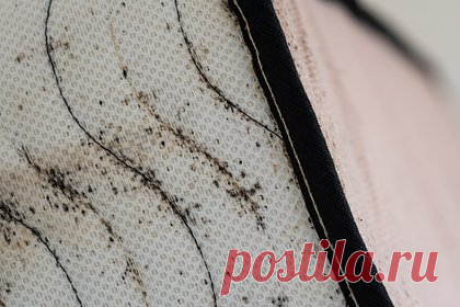 Супруги решили провести «отпуск мечты» на круизном лайнере и были искусаны клопами