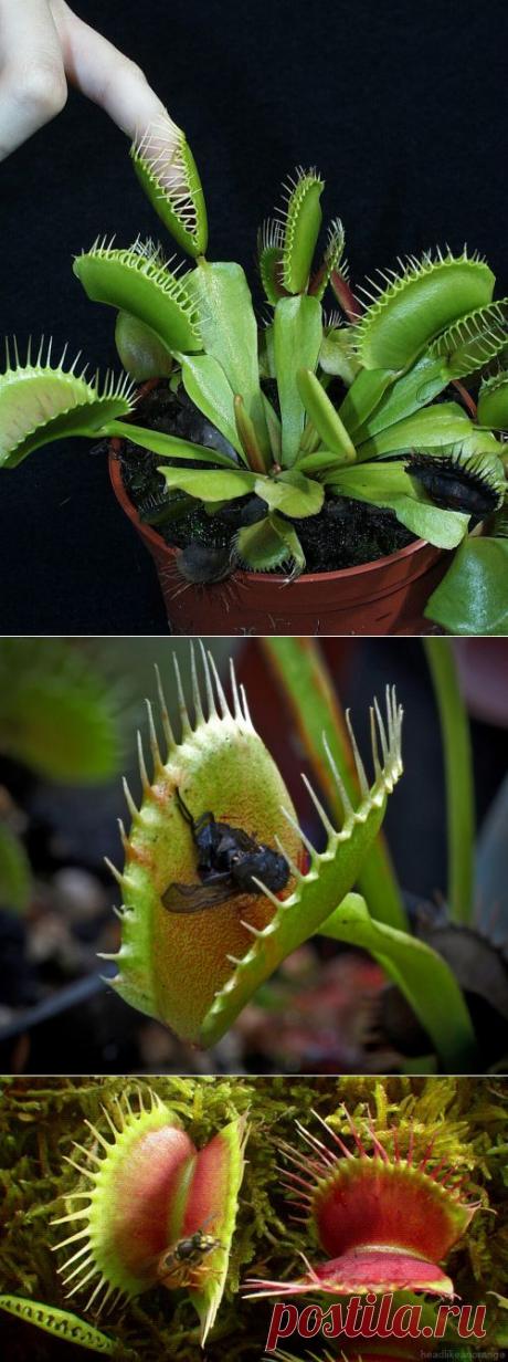 Хищные растения у вас дома | РОЗЫ