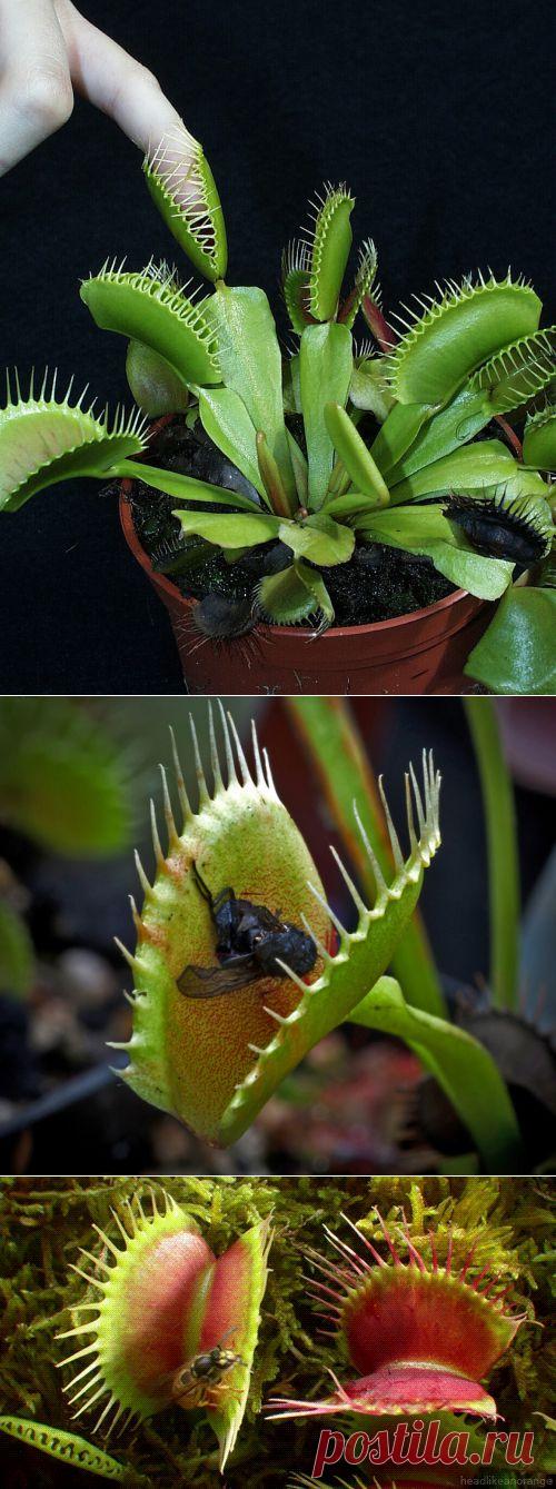 Хищные растения у вас дома | РОЗЫ