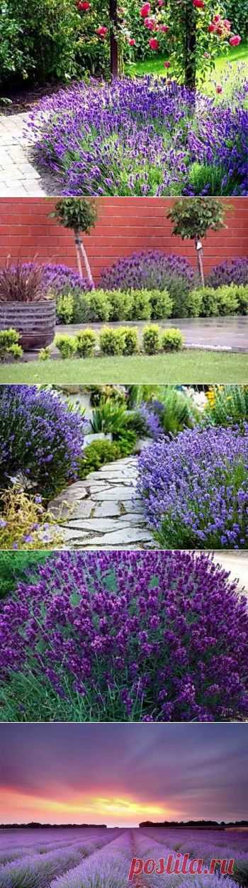 Выращивание лаванды из семян в открытом грунте | Дача - впрок