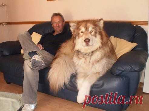 Правильный домашний пёсик