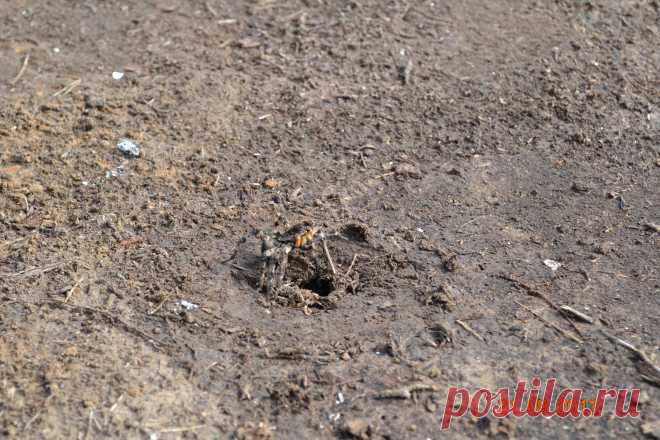 Тарантул возле своей норки (степи Калмыкии в близ Цаган Амана)