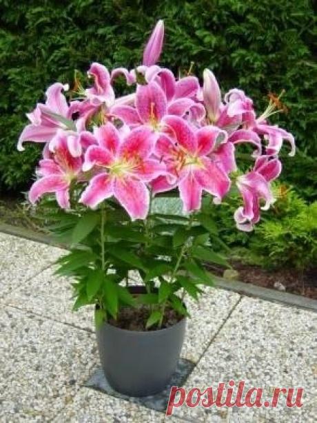 Роскошные лилии, выращивание в вазонах