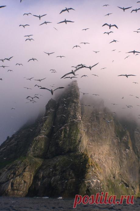 Eye Candy — r2–d2: Gannets above Boreray, St Kilda by...