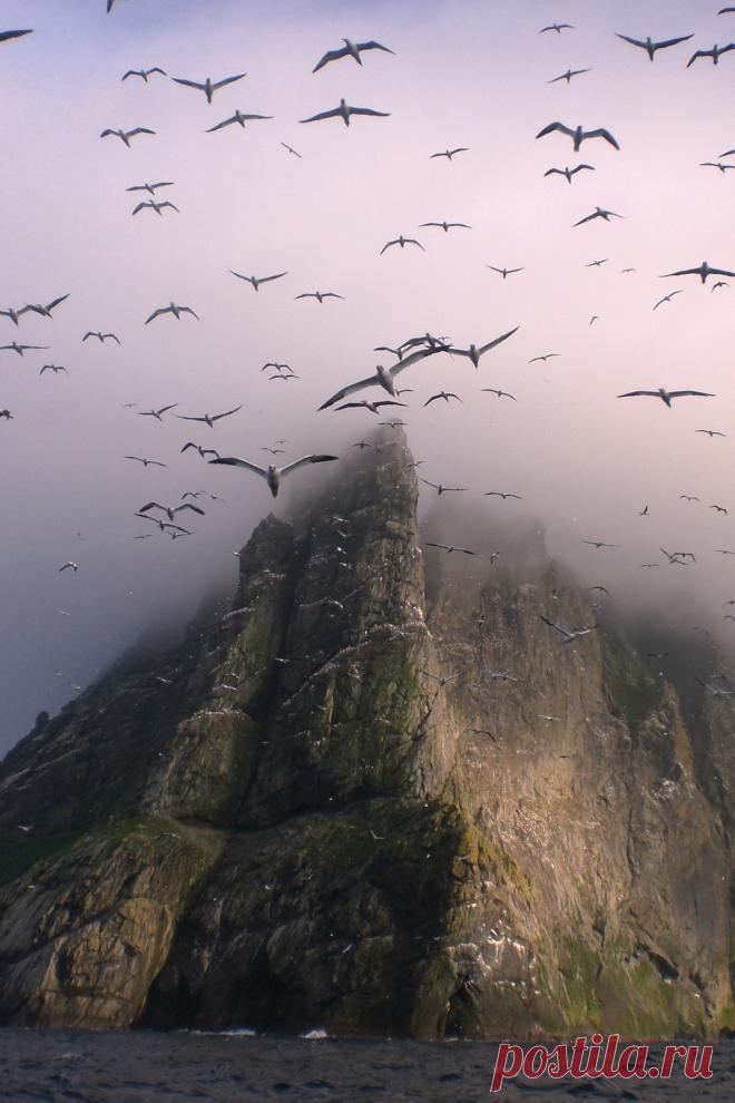 Eye Candy — r2–d2: Gannets above Boreray, St Kilda by...