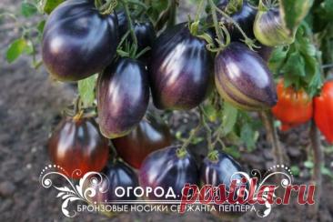 Томат Бронзовые носики сержанта Пеппера (Софии Сааковой), семена | ОГОРОД.сайт