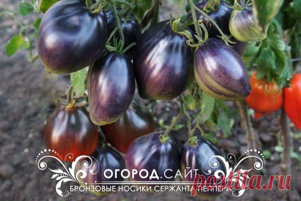 Томат Бронзовые носики сержанта Пеппера (Софии Сааковой), семена | ОГОРОД.сайт
