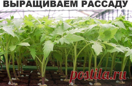 Metraščio nuotraukos - Ландшафтный дизайн. Цветоводство. Садоводство