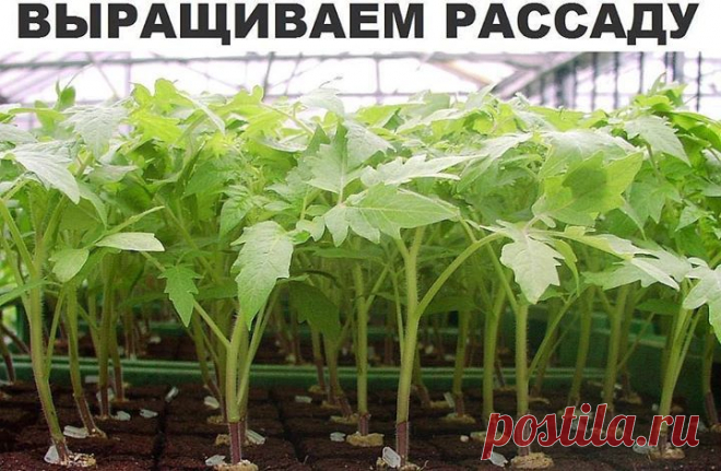 Metraščio nuotraukos - Ландшафтный дизайн. Цветоводство. Садоводство