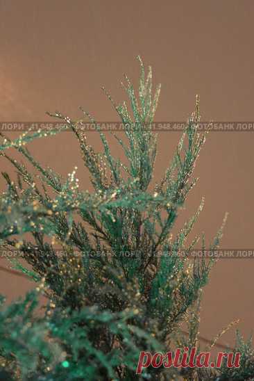 Close-Up of Icy Water-Droplet Covered Evergreen Plant at Night Стоковое фото, фотограф Ilaronsia / Фотобанк Лори