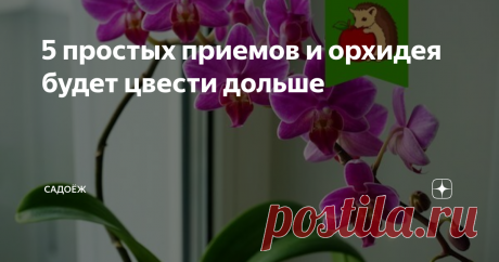 5 простых приемов и орхидея будет цвести дольше Продляем цветение орхидеи до 9-10 месяцев