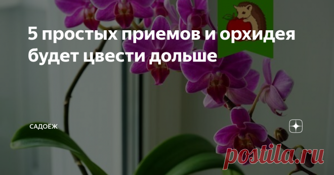5 простых приемов и орхидея будет цвести дольше Продляем цветение орхидеи до 9-10 месяцев
