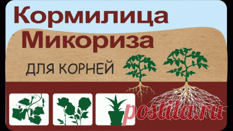 МИКОРИЗА: ПРАВИЛА ИСПОЛЬЗОВАНИЯ