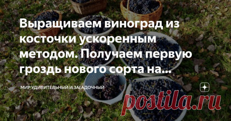 Выращиваем виноград из косточки ускоренным методом. Получаем первую гроздь нового сорта на следующий год Способ ускоренного выращивания сеянца винограда