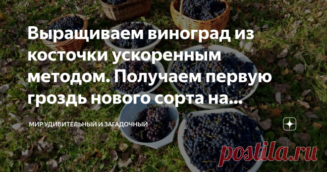 Выращиваем виноград из косточки ускоренным методом. Получаем первую гроздь нового сорта на следующий год Способ ускоренного выращивания сеянца винограда