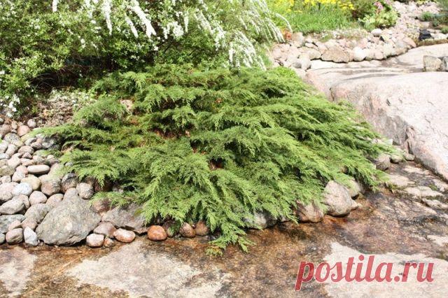 Микробиота перекрестнопарая - декоративный вечнозеленый хвойный кустарник - Садоводка