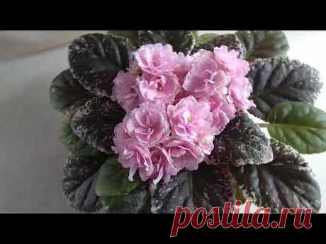 ДОЖДАЛАСЬ! Первое Цветение Фиалки Сорт Rebel's Rose Bud