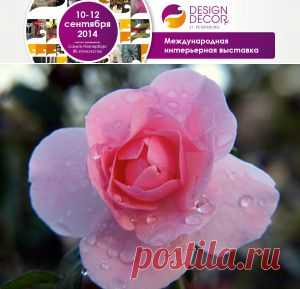 Как вырастить розу из черенка. Разведение роз черенками. Как посадить розу черенком. Укоренение черенков роз